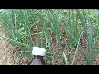 super remedy for feeding and protecting onions from onion flies