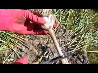 cleaning and storage of garlic