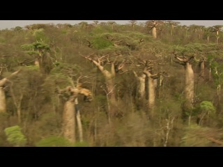 [bbc] madagascar: a land where evolution took its course (part 1)