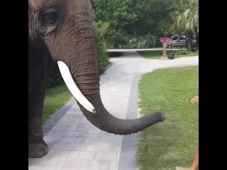 trunk stood up